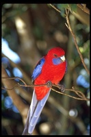 : Platycercus elegans ssp. elegans; Crimson Rosella