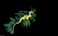 : Phycodurus eques; Sea Dragon