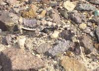 : Phrynocephalus scutelluatus; Gray Toad Agama