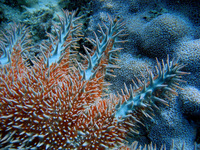 : Acanthaster planci; Crown-of-thorns Sea Star