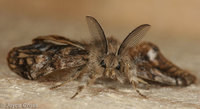 : Orgyia vetusta; Western Tussock Moth