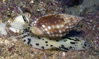 : Nassarius papillosus