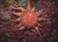 : Solaster dawsoni; Dawson's Sun Star