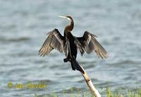 Photo of anhinga indomalajská Anhinga melanogaster Indian Darter