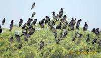 Photo of kormorán indomalajský, Phalacrocorax fuscicollis, Indian Cormorant