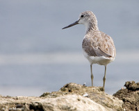 Common Greenshank