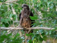 I like Black-eared Kites very much, so here’s another.