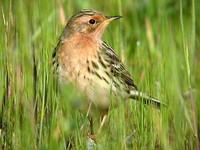 붉은가슴밭종다리 Anthus cervinus | red-throated pipit