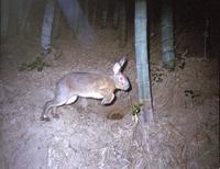 Lepus brachyurus brachyurus