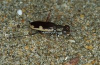 Cicindelini