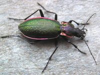 Carabus olympiae