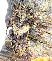 Pogonocherus ovatus