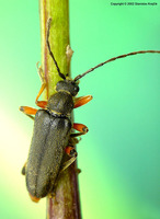 Cortodera villosa villosa