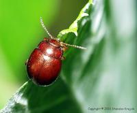 Chrysolina rufa