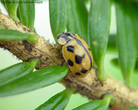 Adalia conglomerata
