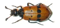 Actenodia distincta