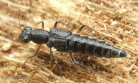 Stenus cicindeloides