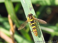 Sphaerophoria scripta - Hover fly