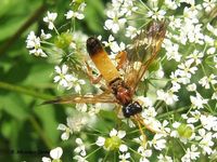 Tenthredo campestris