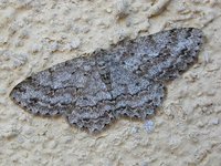 Hypomecis punctinalis - Pale Oak Beauty