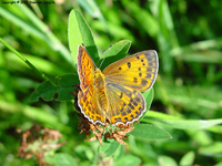 Lycaena virgaureae - Scarce Copper