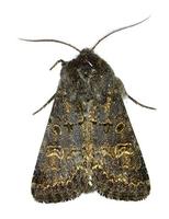 Tholera cespitis - Hedge Rustic