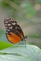 Heliconius hecale zuleika