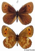 Erebia aethiops - Scotch Argus