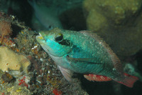 Sparisoma aurofrenatum, Redband parrotfish: fisheries, aquarium