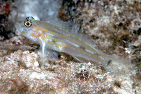 Coryphopterus eidolon, Pallid goby: aquarium