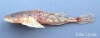 Cottus ricei, Spoonhead sculpin: