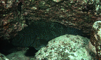 Cirrhitus rivulatus, Giant hawkfish: fisheries, gamefish