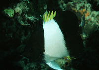 Hemitaurichthys zoster, Brown-and-white butterflyfish: aquarium