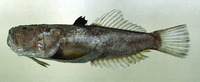 Uranoscopus oligolepis, :