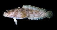 Batrachomoeus trispinosus, Three-spined frogfish: fisheries