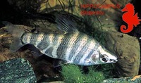 Abramites hypselonotus, Marbled headstander: fisheries, aquarium
