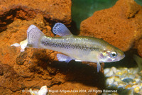 Xenotaenia resolanae, Leopard splitfin: aquarium