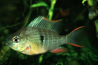Mikrogeophagus altispinosus, :