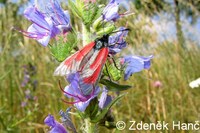 Zygaena minos