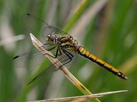 Sympetrum danae - Black Darter