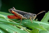 Stenobothrus rubicundulus