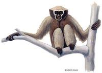 Image of: Bunopithecus hoolock (hoolock gibbon)