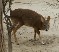 Image of: Hydropotes inermis (Chinese water deer)