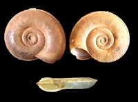 Planorbis carinatus