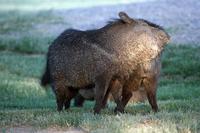 Image of: Pecari tajacu (collared peccary)