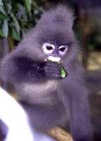 Image of: Trachypithecus obscurus (dusky leaf monkey)