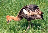 Balearica regulorum gibbericeps