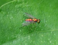 Image of: Dolichopodidae (longlegged flies)
