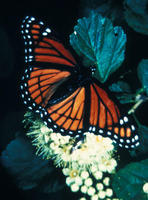 Image of: Limenitis archippus (viceroy)