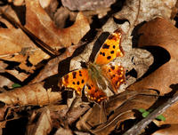 Image of: Polygonia comma